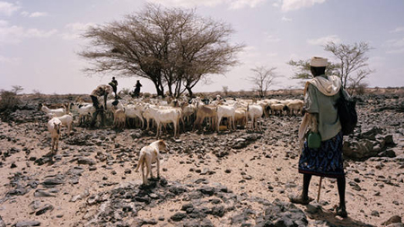 High food prices exacerbate crisis in drought-affected Horn of Africa 